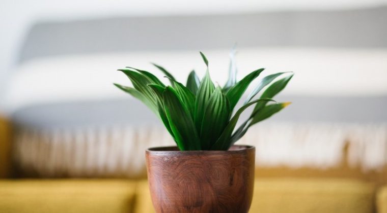Indoor plants that make us healthier!